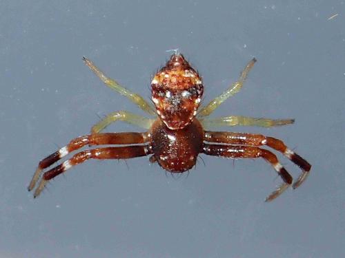 Thomisinae